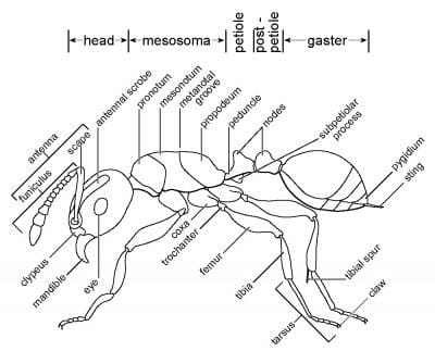 Glossary of Ant Terms