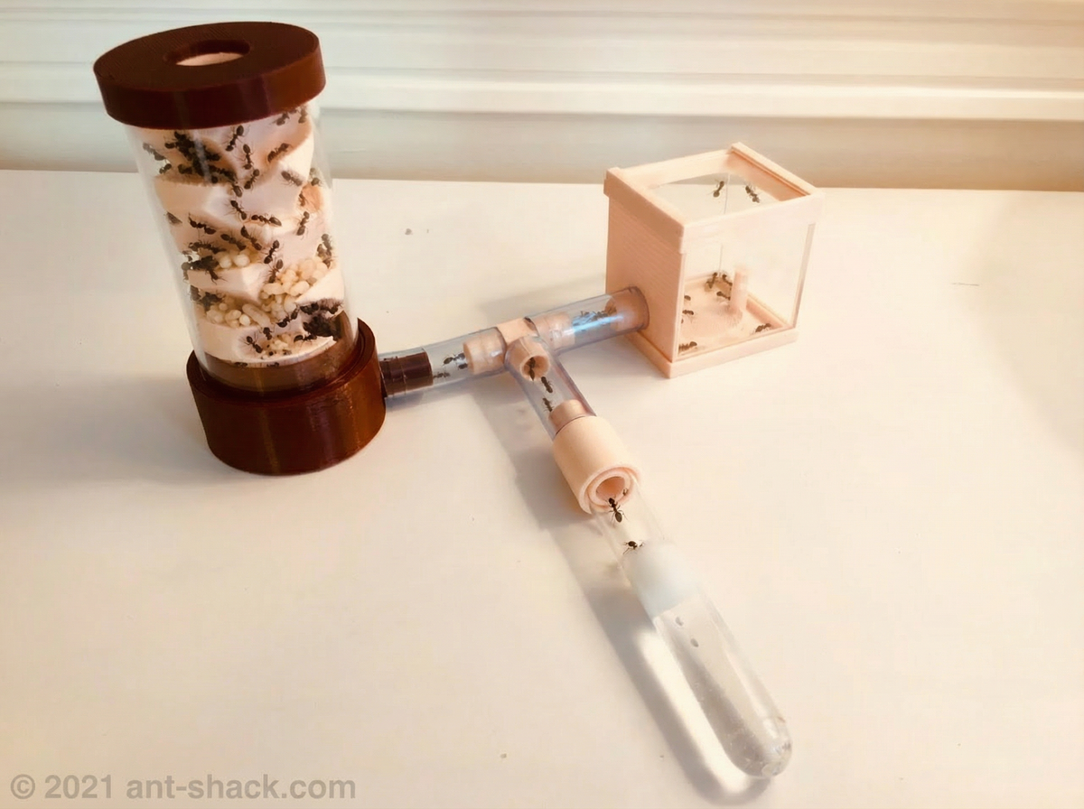 Ant Farms & Formicarium Kits | Ant Habitat “Athens“