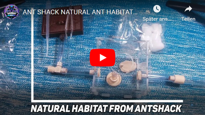 ANT SHACK NATURAL ANT HABITAT SETUP AND REVIEW