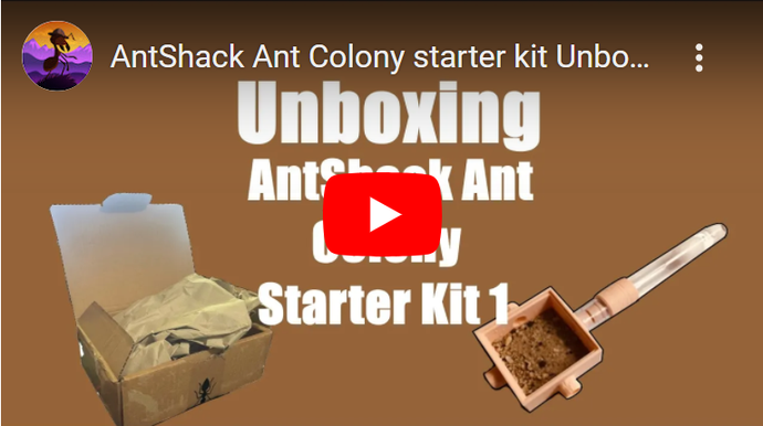 ANT SHACK Ant Colony Starter Kit Unboxing!