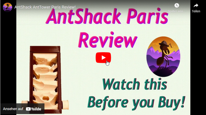 ANT SHACK Paris Nest Review!