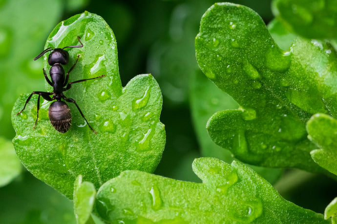 Ant Colony Waste Management: Keeping the Nest Clean