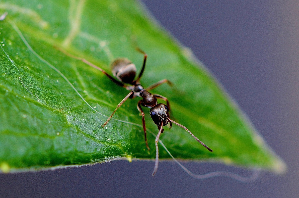 Ant Farms & Formicarium Kits | Ant Colony Nest Security: Safeguarding ...