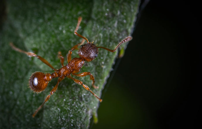Ant Colony Rescue: How to Save a Struggling Colony