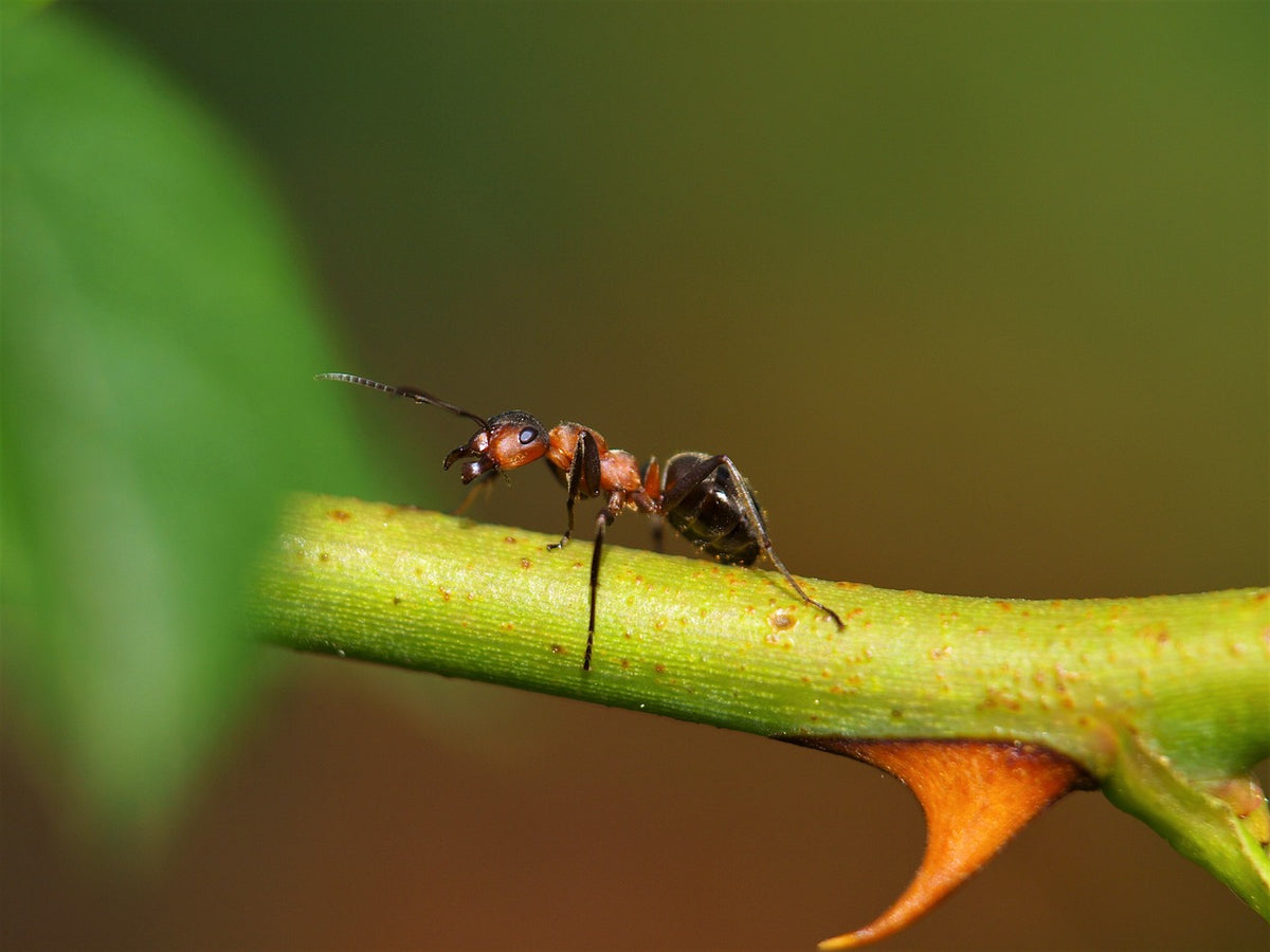 Ant Farms & Formicarium Kits | The World Beneath Our Feet: Exploring ...