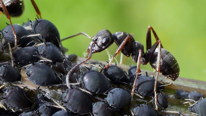 Ant Colony Water Sources: Ensuring Optimal Hydration