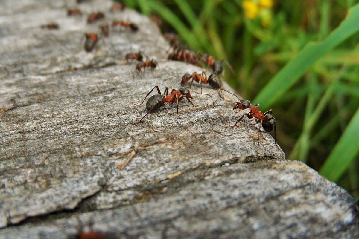 Polymorphism Ant Ant Farms & Formicarium Kits | Exploring Ant Polymorphism: The Many ...
