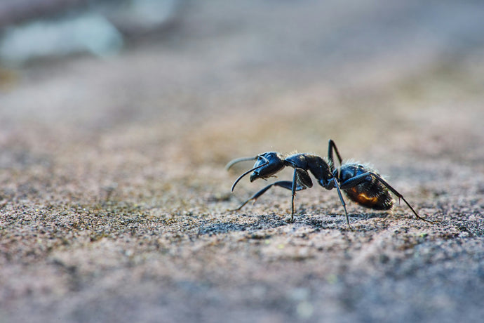 Ant Colony Tool Use: Ingenious Problem Solvers