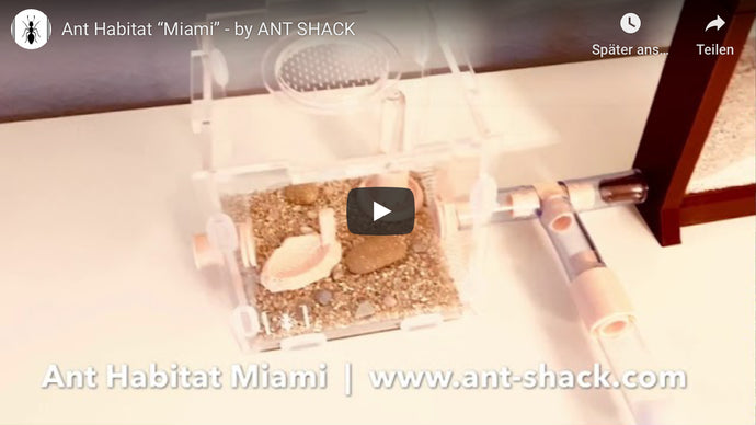 Ant Habitat Miami by ANT SHACK