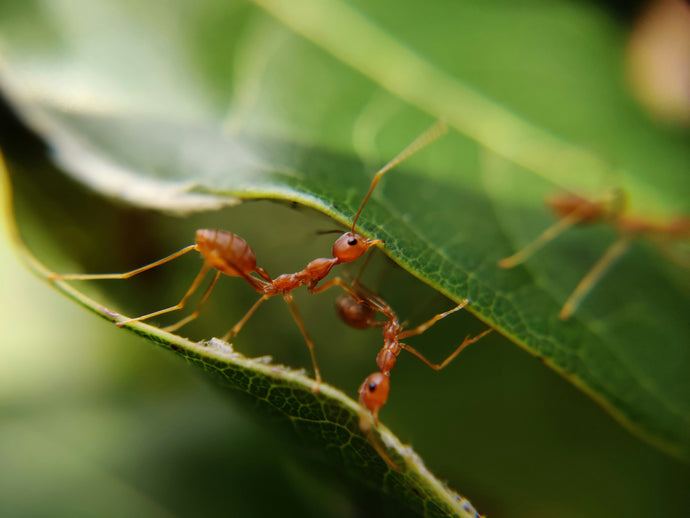 Ant Colony Nutrition: The Role of Carbohydrates in Ant Diets