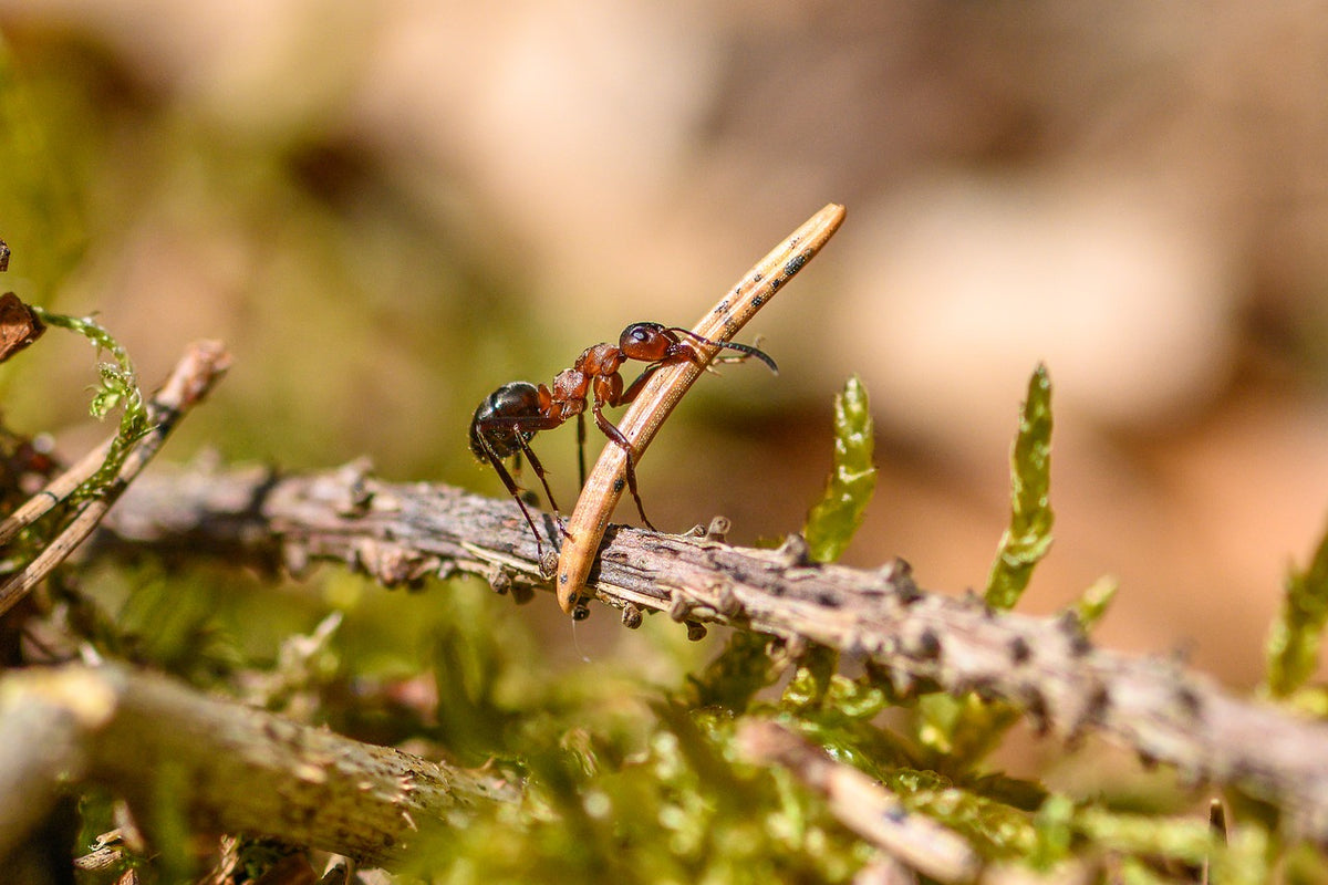 Ant Ranks Ant Farms & Formicarium Kits | Ant Colony Hierarchy: Understanding the ...