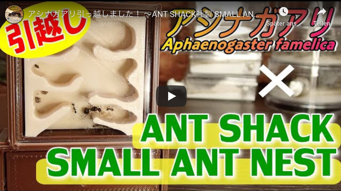 Aphaenogaster famelica in ANT SHACK Nest