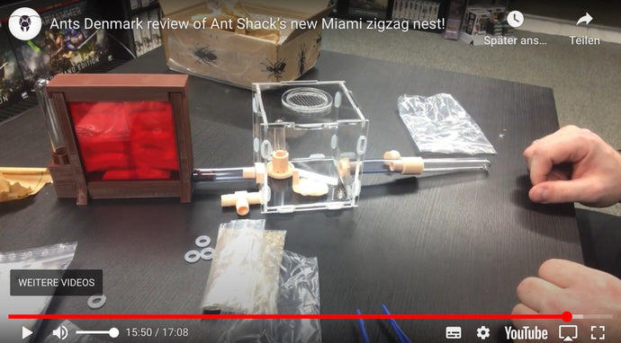 Ants Dinamarca revisión del nuevo nido en zigzag de Miami de Ant Shack!
