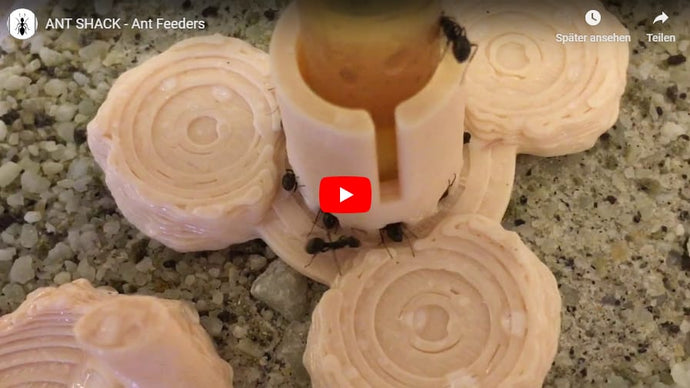ANT SHACK - Ant Feeders