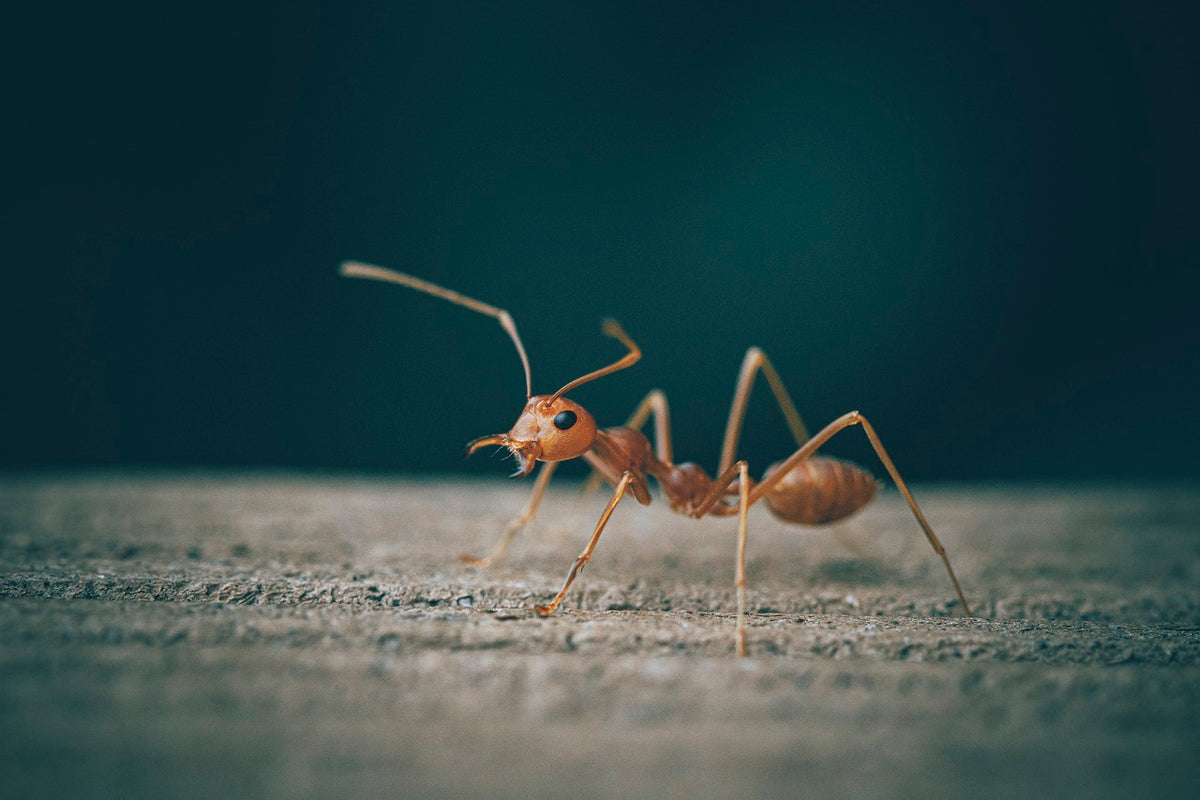 ANT SHACK - Formicarium and Ant Farm Kit Shop | The Secretive World of ...