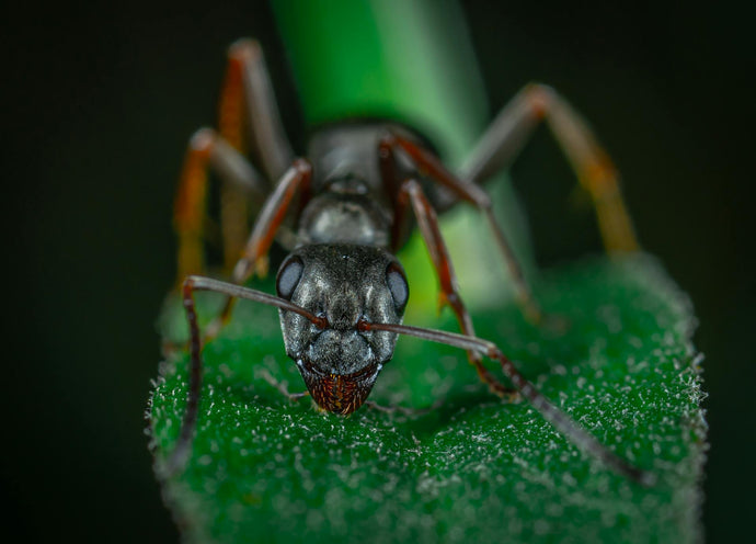 Ant Colony Rescue: The Art of Ant First Aid
