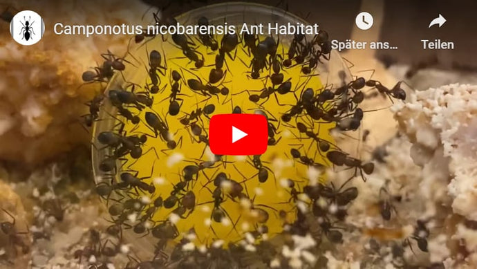 Camponotus nicobarensis en ANT SHACK Hábitat de hormigas