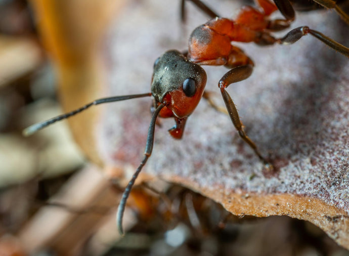 Ant Colony Temperature Regulation: Ensuring Optimal Conditions
