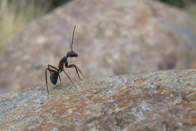Ant Colony Pest Management: Protecting Your Ants from Unwanted Invaders