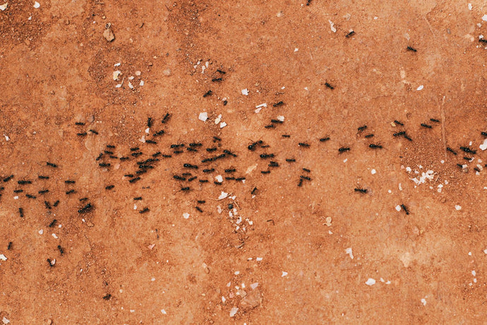 Ant Colony Grooming: The Importance of Hygiene and Social Bonding