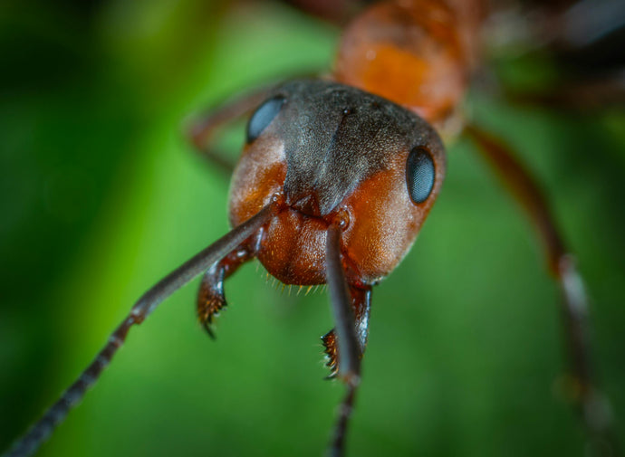 Ant Colony Nutrition: Ensuring a Balanced Diet for Your Ants