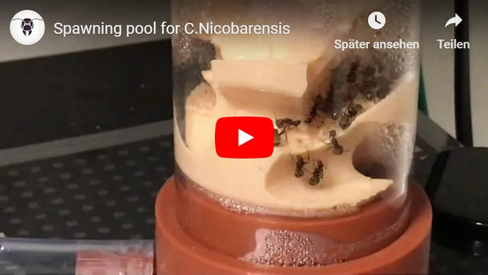 Ant Nest „Athens“ in Action!