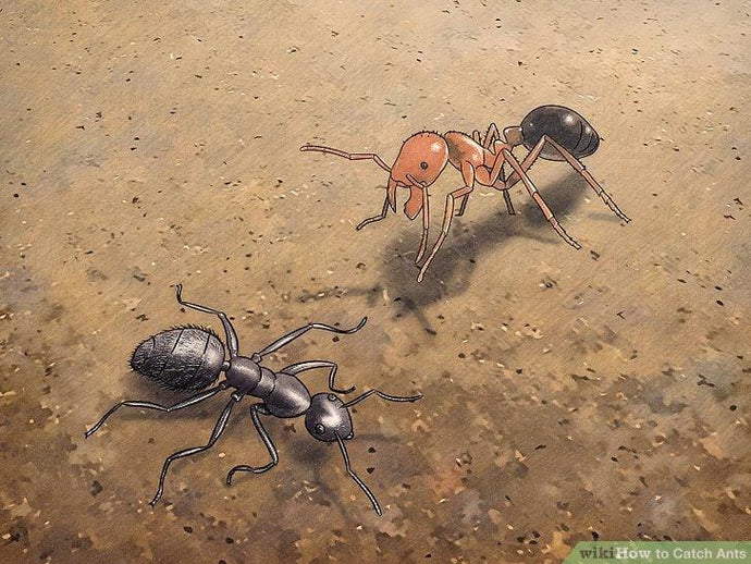 Caza de hormigas