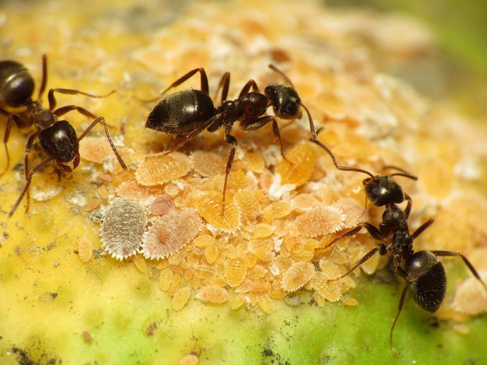 Lasius niger (hormiga negra de jardín)