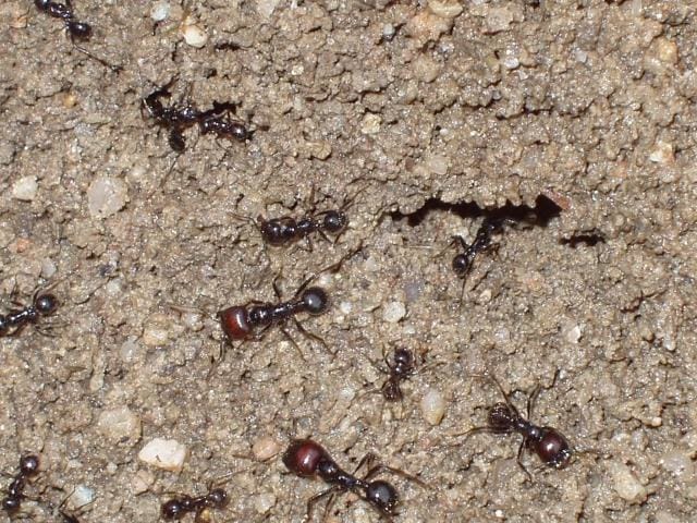 Messor barbarus