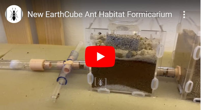 Nuevo hábitat de hormigas EarthCube Formicarium