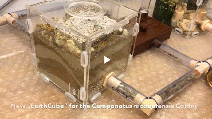 Nuevo „EarthCube“ para la colonia Camponotus nicobarensis