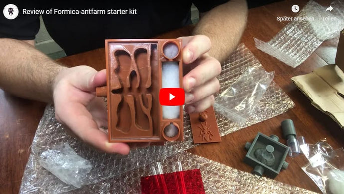 Video Review of Ant Habitat Starter Kit