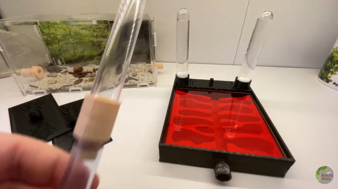 Reseña en video del kit de hábitat para hormigas ANT SHACK