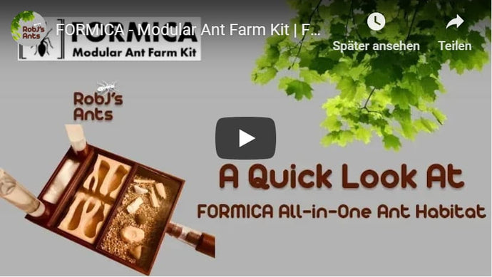 Video Review of All-in-One Ant Habitat