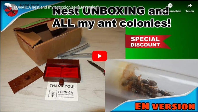 Reseña en video del nido de hormigas