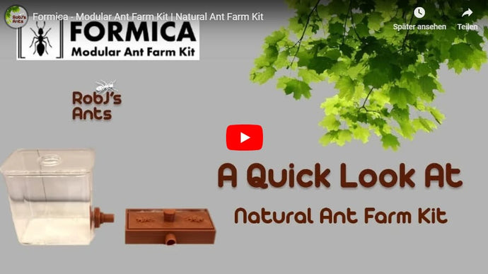 Video Reseña del Kit de Granja de Hormigas Naturales