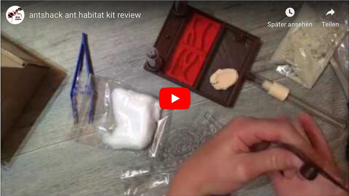 Video Review of the All-in-One Ant Habitat