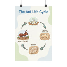 Load image into Gallery viewer, The Ant Life Cycle - Wall Poster