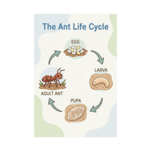 Load image into Gallery viewer, The Ant Life Cycle - Wall Poster