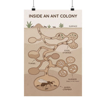 Load image into Gallery viewer, Inside an Ant Colony - Wall Poster