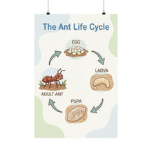 Load image into Gallery viewer, The Ant Life Cycle - Wall Poster