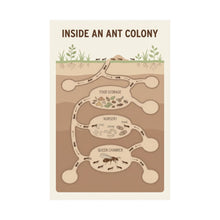 Load image into Gallery viewer, Inside an Ant Colony - Wall Poster
