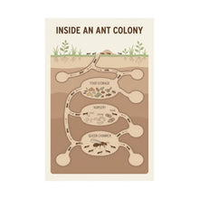 Load image into Gallery viewer, Inside an Ant Colony - Wall Poster