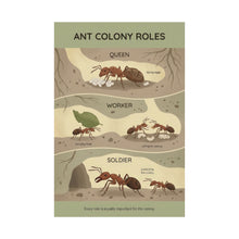 Load image into Gallery viewer, Ant Colony Roles - Wall Poster