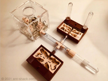 Laden Sie das Bild in den Galerie-Viewer, Ameisen-Lebensraum-Set „Sammelameisen“