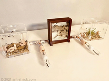 Laden Sie das Bild in den Galerie-Viewer, Ameisenhabitat „Miami Beach“