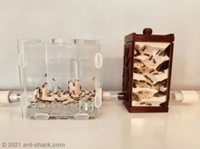 Load image into Gallery viewer, Ant Habitat “Paris“