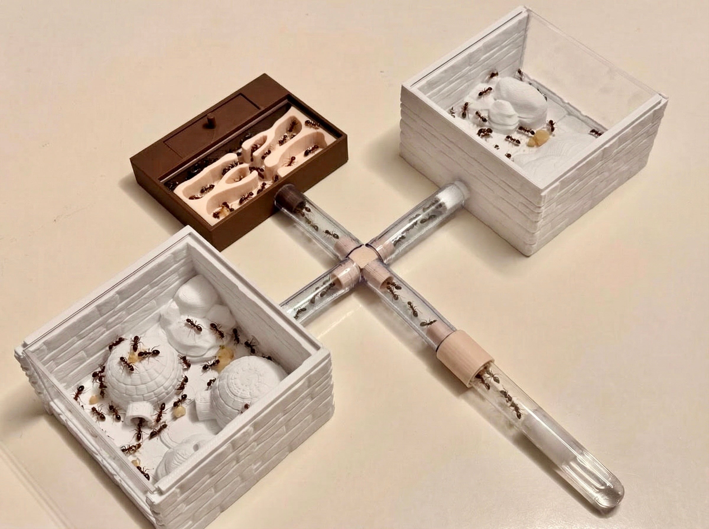 Ant Farms & Formicarium Kits | Complete Ant Habitat Kit 