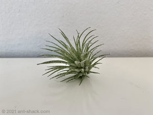 Artificial Airplant Decoration