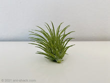 Charger l&#39;image dans la galerie, Artificial Airplant Decoration